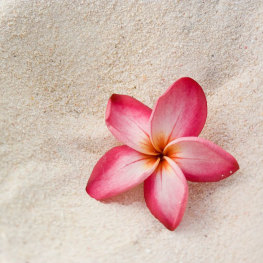 Pink lotus flower at Yoga Bumps & Babies