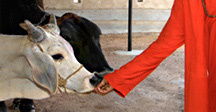 Man Feeding Cow