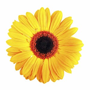 Sunflower medium