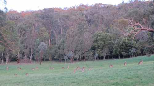 locals