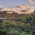 Bellbunya Community garden