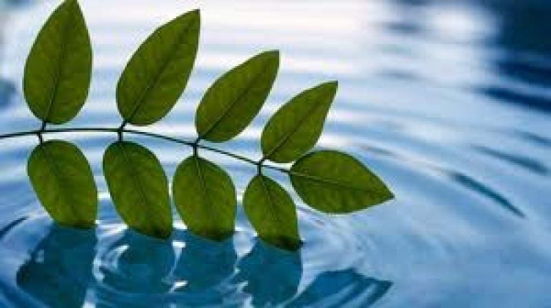 leaf in water image