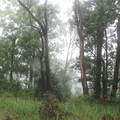 Dungog bush