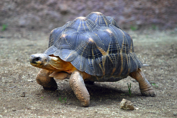 tortoise